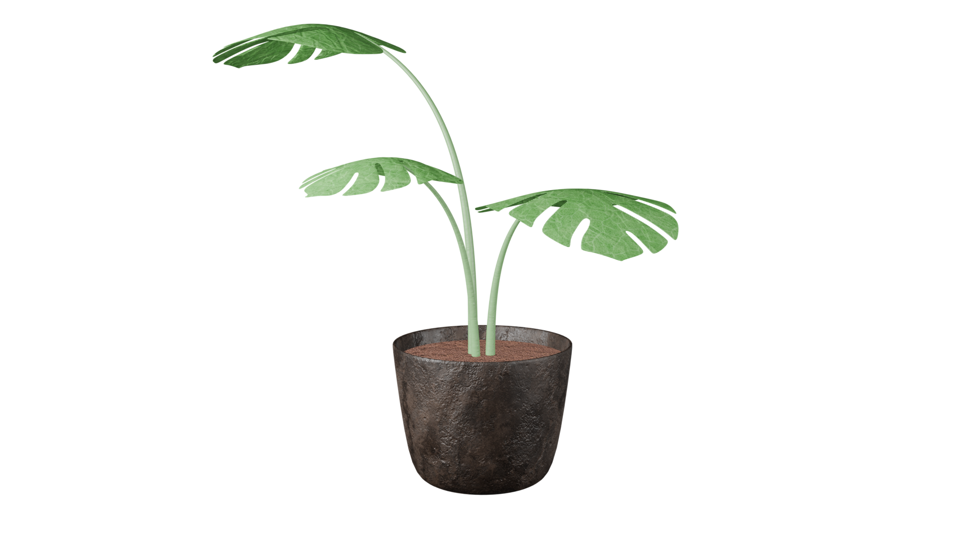 Monstera